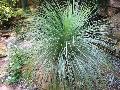 Australian Grass Tree / Xanthorrhoea quadrangulata 